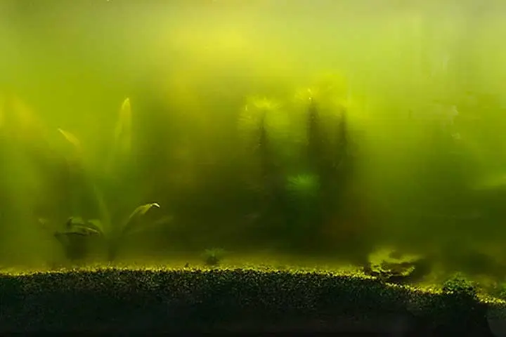 Ein Algen Aquarium